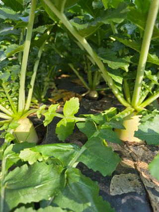 이진기님의 배추 · 영농일지 작성글 사진