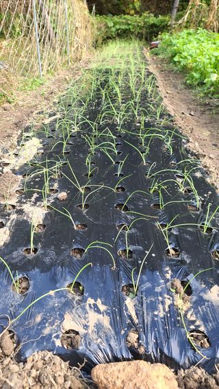 도심농부님의 기타작물 · 영농일지 작성글 사진