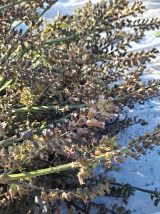 결단이님의 기타작물 · 영농일지 작성글 사진