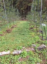 팜모닝 기타작물·영농일지 게시글 이미지