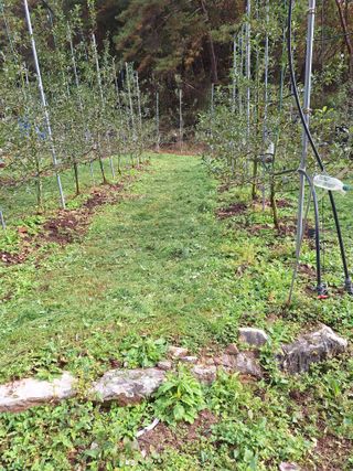 산꼭대기사과밭님의 기타작물 · 영농일지 작성글 사진