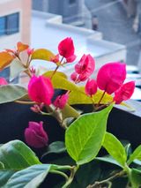 팜모닝 벼·영농일지 게시글 이미지