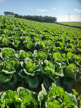 김저팔계님의 배추 · 영농일지 작성글 사진