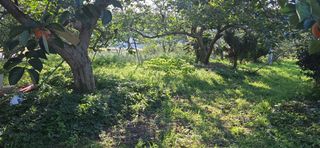 세상님의 감 · 영농일지 작성글 사진