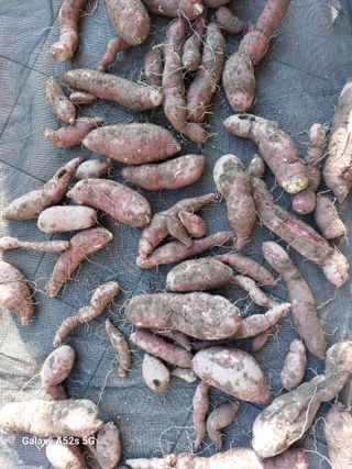 손길준님의 기타작물 · 영농일지 작성글 사진