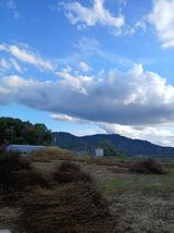 팜모닝 들깨·영농일지 게시글 이미지