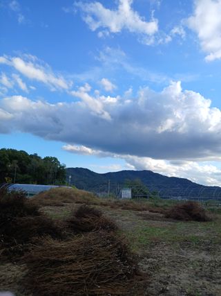 강지현님의 들깨 · 영농일지 작성글 사진