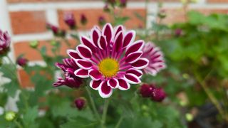 허인녕님의 기타작물 · 영농일지 작성글 사진