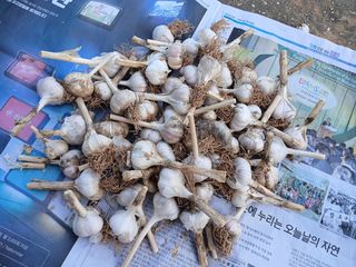 화우농원님의 마늘 · 영농일지 작성글 사진