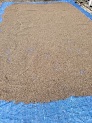 사과18677님의 들깨 · 영농일지 작성글 사진