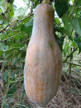 팜모닝 호박·영농일지 게시글 이미지