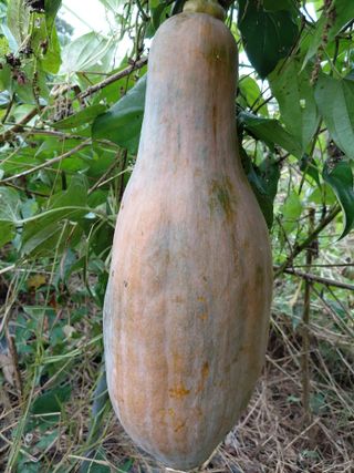 정보센터님의 호박 · 영농일지 작성글 사진