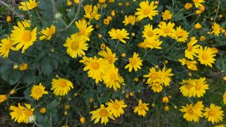 허인녕님의 기타작물 · 영농일지 작성글 사진