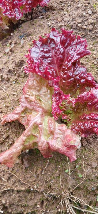 정연섭님의 기타작물 · 영농일지 작성글 사진