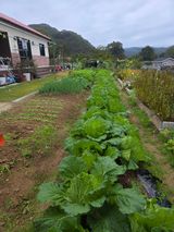 팜모닝 배추·영농일지 게시글 이미지