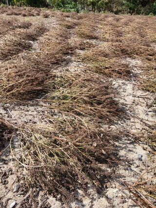 강지현님의 들깨 · 영농일지 작성글 사진