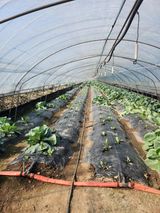 팜모닝 양배추·영농일지 게시글 이미지