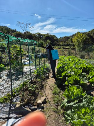 이준영님의 기타작물 · 영농일지 작성글 사진