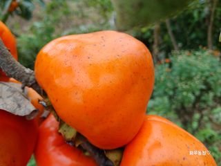 화우농원님의 감 · 영농일지 작성글 사진