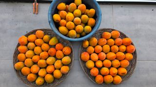 허인녕님의 감 · 영농일지 작성글 사진