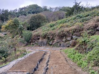 한골머스마님의 마늘 · 영농일지 작성글 사진