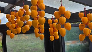 허인녕님의 감 · 영농일지 작성글 사진