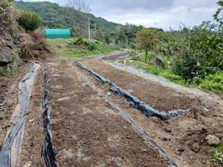 한골머스마님의 마늘 · 영농일지 작성글 사진