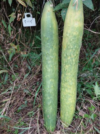 정보센터님의 오이 · 영농일지 작성글 사진