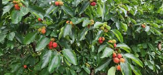 통영바닷가님의 감 · 영농일지 작성글 사진