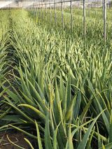 팜모닝 기타작물·영농일지 게시글 이미지