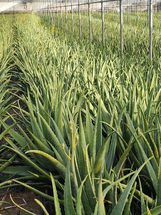 제주온님의 기타작물 · 영농일지 작성글 사진