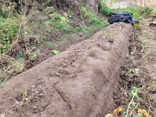 여우내 이순홍님의 고구마 · 영농일지 작성글 사진