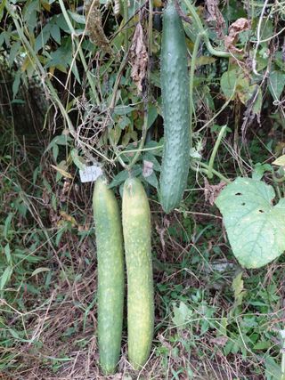 정보센터님의 오이 · 영농일지 작성글 사진