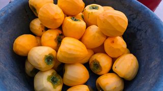 허인녕님의 감 · 영농일지 작성글 사진