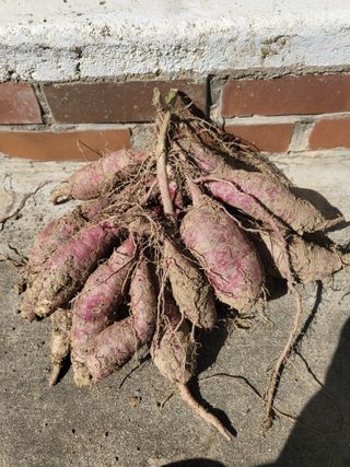 사과18677님의 들깨 · 영농일지 작성글 사진