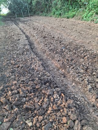 박덕남님의 마늘 · 영농일지 작성글 사진