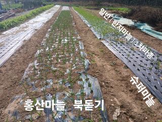 안승호님의 마늘 · 영농일지 작성글 사진