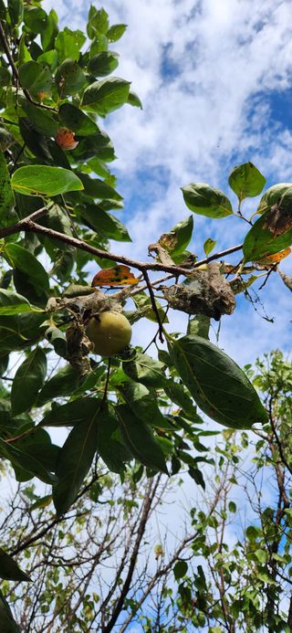 통영바닷가님의 감 · 영농일지 작성글 사진