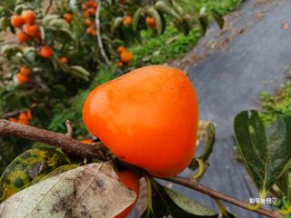 화우농원님의 감 · 영농일지 작성글 사진