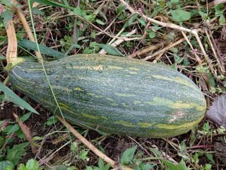 정보센터님의 호박 · 영농일지 작성글 사진