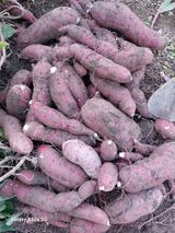 팜모닝 기타작물·영농일지 게시글 이미지