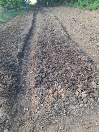 박덕남님의 마늘 · 영농일지 작성글 사진