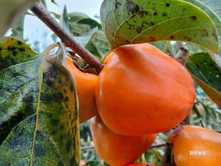 화우농원님의 감 · 영농일지 작성글 사진