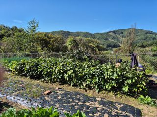이준영님의 기타작물 · 영농일지 작성글 사진