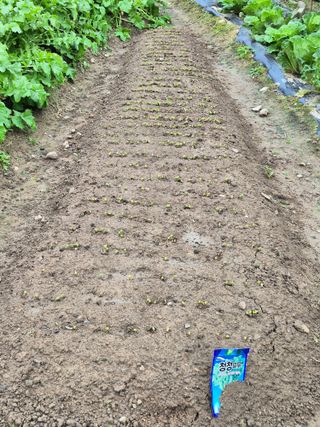 김명웅님의 기타작물 · 영농일지 작성글 사진