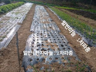 안승호님의 마늘 · 영농일지 작성글 사진
