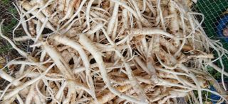 정연섭님의 기타작물 · 영농일지 작성글 사진