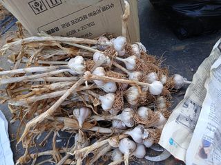 화우농원님의 마늘 · 영농일지 작성글 사진