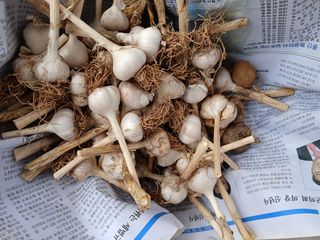 화우농원님의 마늘 · 영농일지 작성글 사진