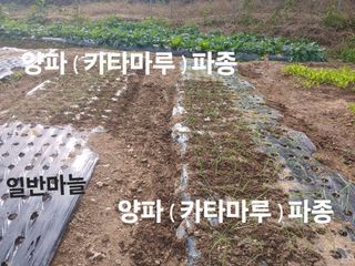 안승호님의 마늘 · 영농일지 작성글 사진